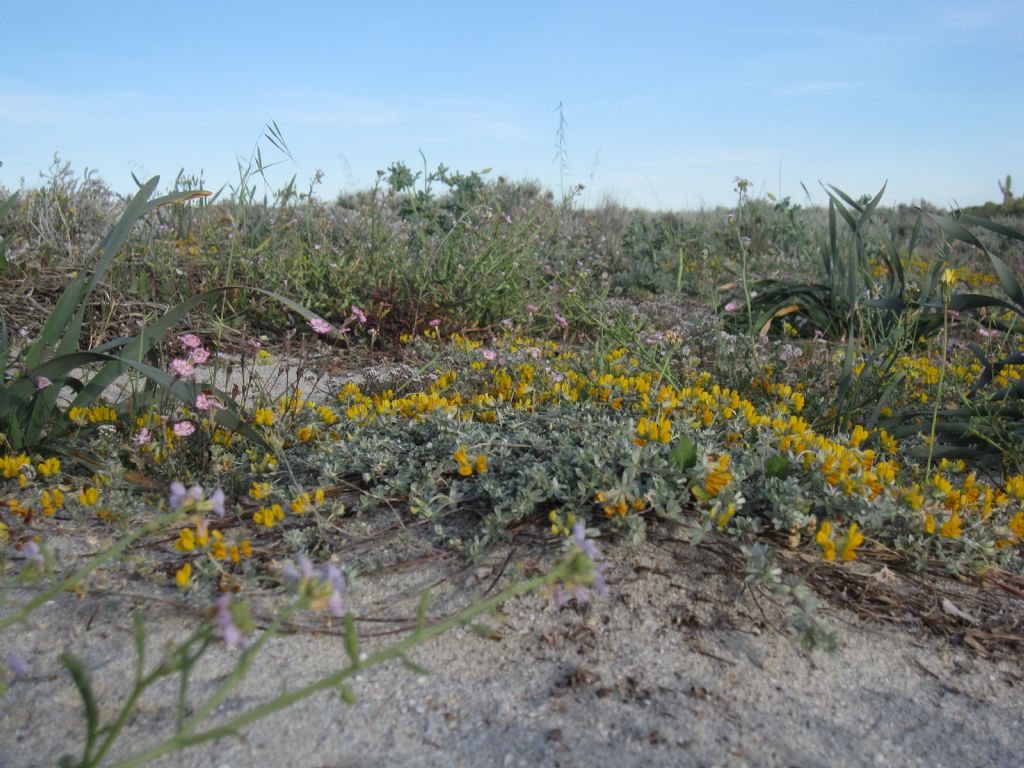 Medicago marina?